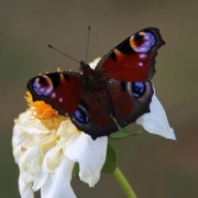 makro vlinder
